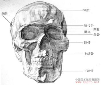 头骨的结构