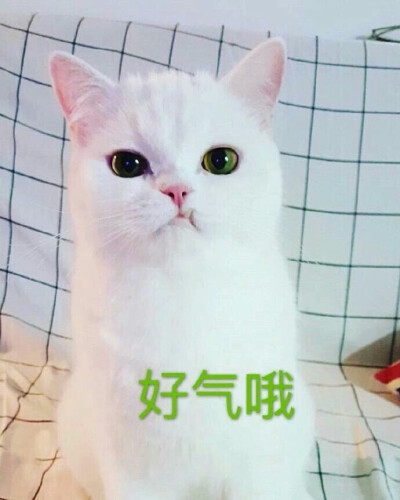 这只猫咪之所以看起来很愤怒是因为它那萌萌哒虎牙♡