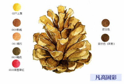 松塔～水彩