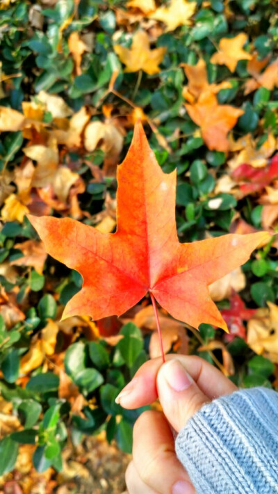 深秋。冬青依旧墨绿，枫叶却已泛红。