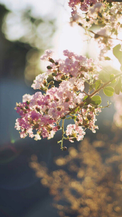 朝花燦爛