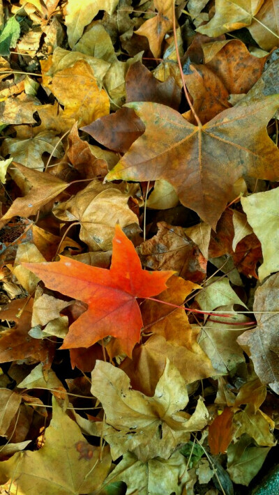 落叶红色与黄色的交织，最终归于泥土，滋养大地。来年春日，于枝丫上抽芽生长为另一片绿叶，周而复始。谁又知那一树绿叶不是如今这一捧落叶？轮回，到底是什么坠入其中……