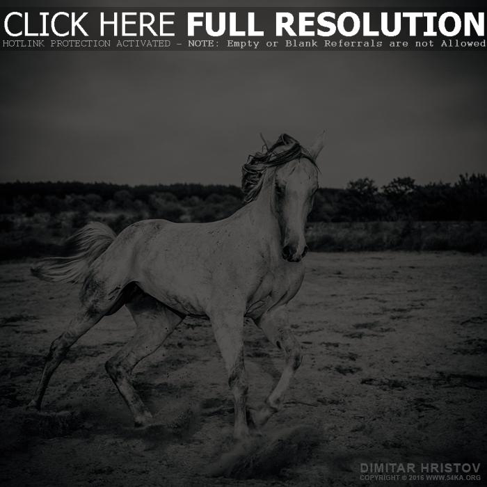 Beautyful white horse galloping Black and White photography photography top rated featured equine photography animals Photo