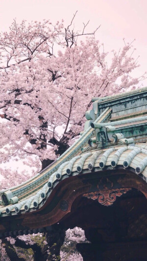 樱花