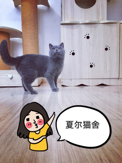 夏尔猫舍 英短蓝猫 待售猫咪