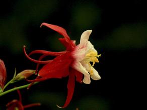 耧斗花
毛茛科(Ranuncuaceae)耧斗菜属(Aquilegia)植物。多年生草本，原产于欧洲和北美。