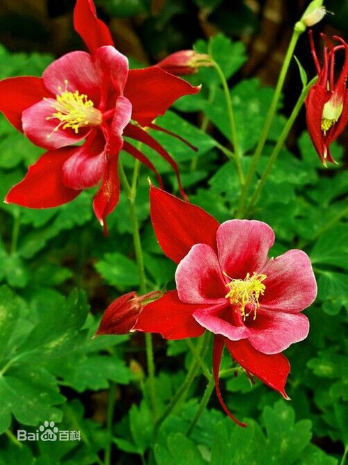 耧斗花
毛茛科(Ranuncuaceae)耧斗菜属(Aquilegia)植物。多年生草本，原产于欧洲和北美。