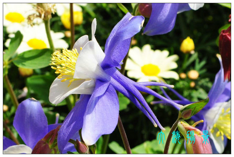 耧斗花
毛茛科(Ranuncuaceae)耧斗菜属(Aquilegia)植物。多年生草本，原产于欧洲和北美。