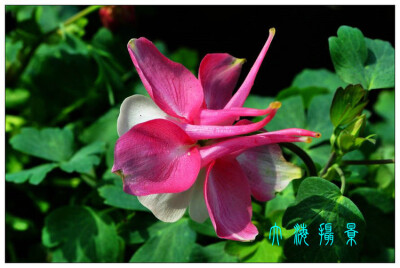 耧斗花
毛茛科(Ranuncuaceae)耧斗菜属(Aquilegia)植物。多年生草本，原产于欧洲和北美。