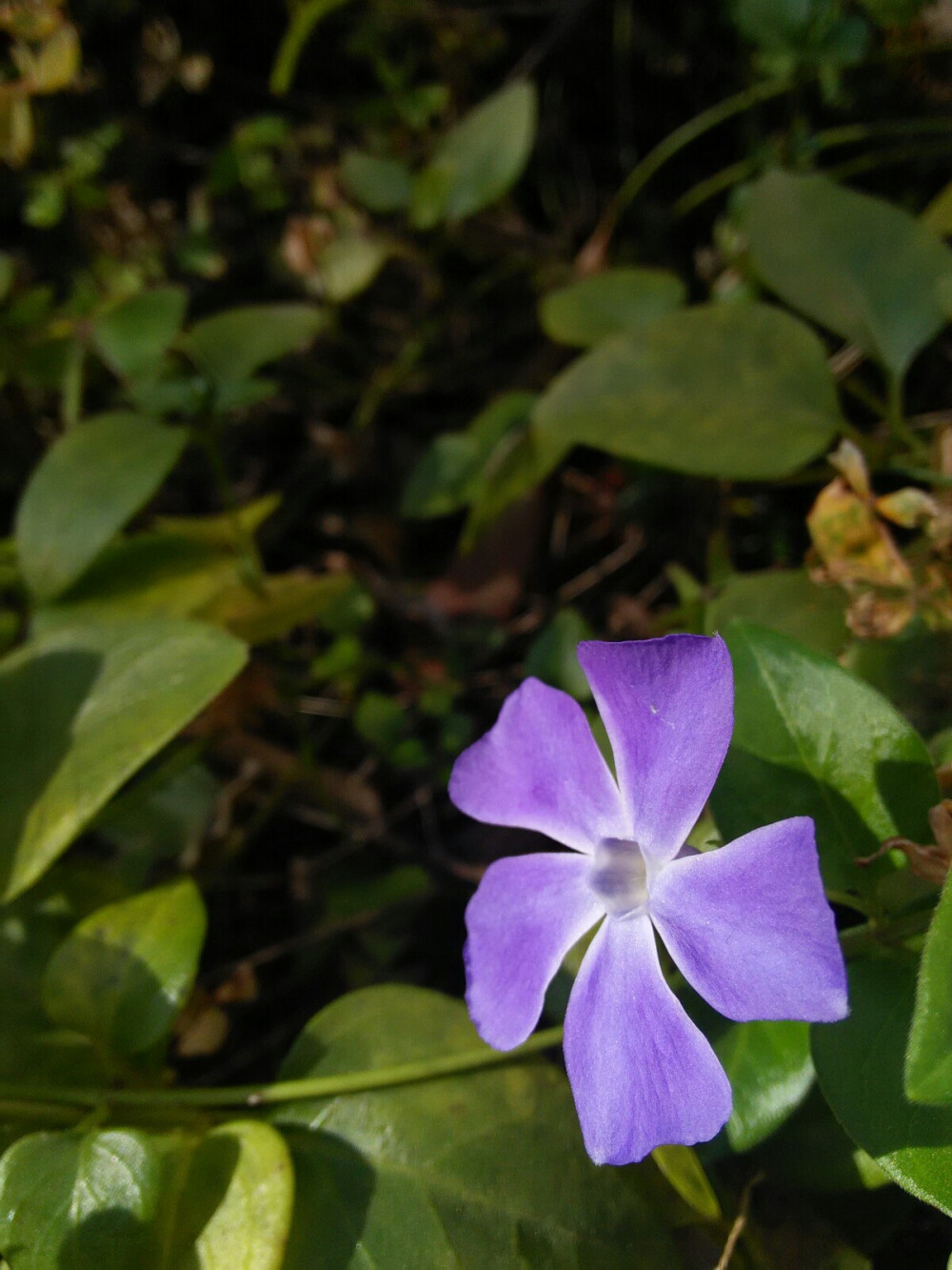 小野花