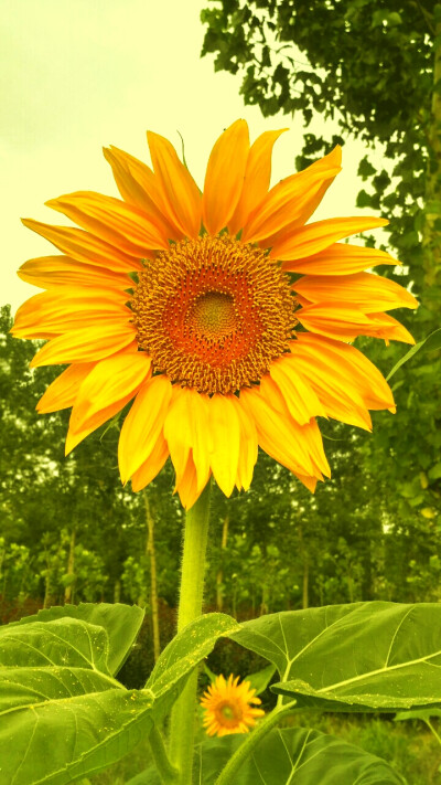 向日葵，永远向往着阳光，无论黑夜有多浓。