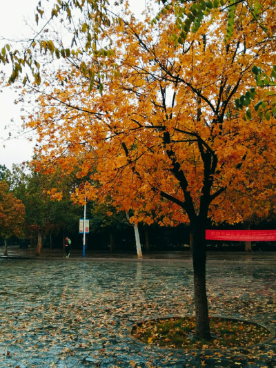 雨天，秋景落。