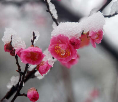 雪梅花