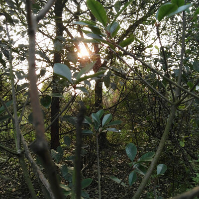 清晨的太阳升起，大雾便会散去