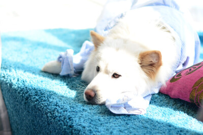 晒太阳总是很美好