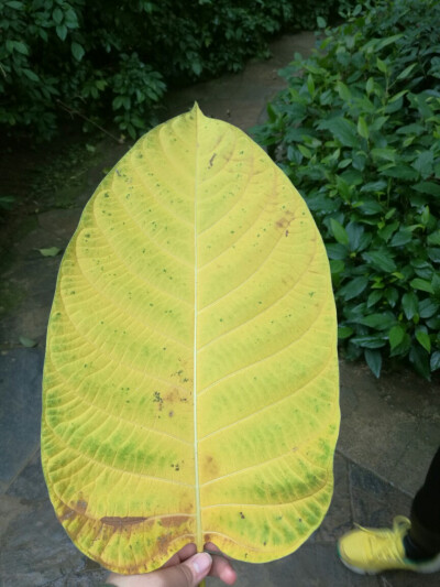 在中山植物园热带雨林温室里捡到的叶子
像芭蕉扇一样