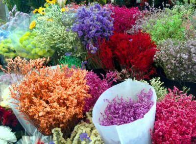 鲜花丛丛。初冬的温室里，依然色彩绚丽。