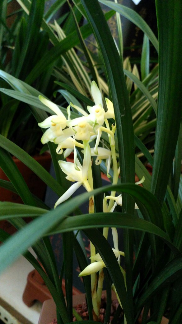 兰，花中君子。