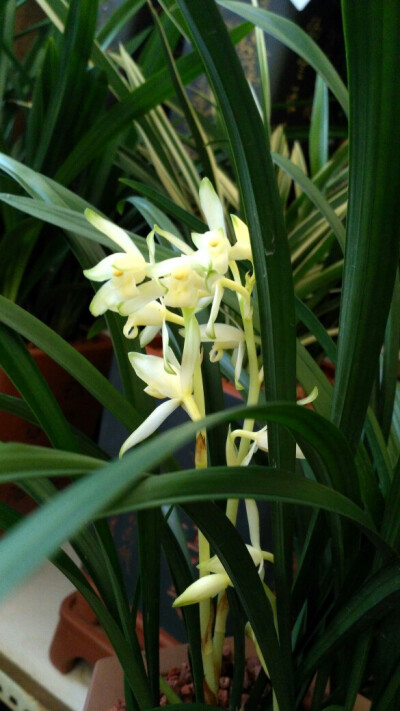 兰，花中君子。