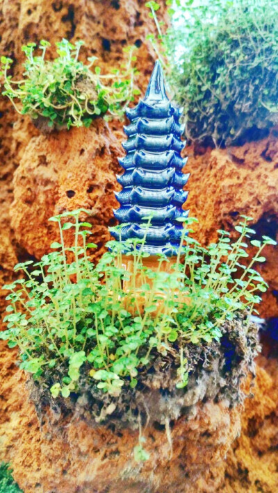 盆景，脱胎于现实，另一片风景。