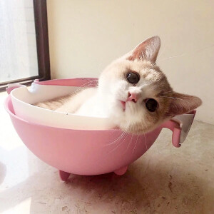 头像 萌宠 喵星人 汪星人 兔子 可爱 呆萌 搞怪 个性 猫咪 可爱 动物 大眼猫 萌娃  萌萌哒 甜美系动物 锁屏壁纸 小精灵