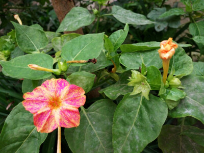 紫茉莉（胭脂花、粉豆花、夜饭花、状元花、丁香叶、苦丁香、野丁香）