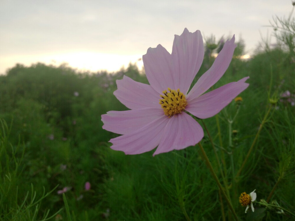 格桑花