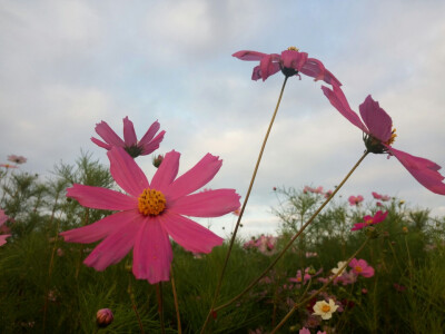 格桑花