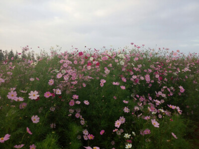 格桑花