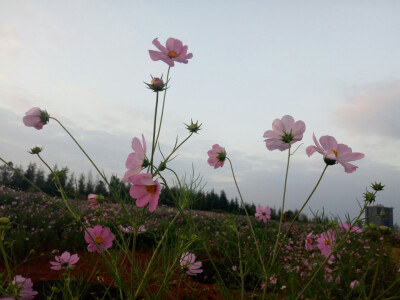 格桑花