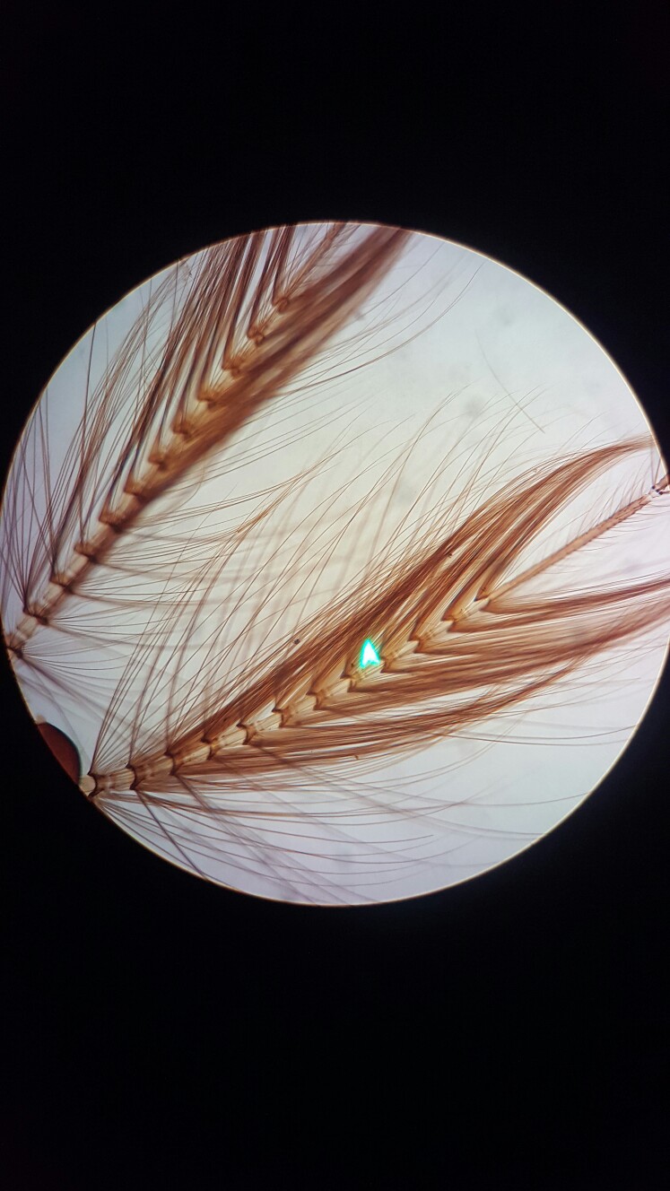 我就是一个学生物的