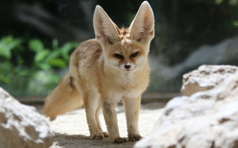 狐狸#红狐#耳廓狐#白狐#尾巴#狐尾#野生动物#fox#red fox#fennc#white fox#wildlife