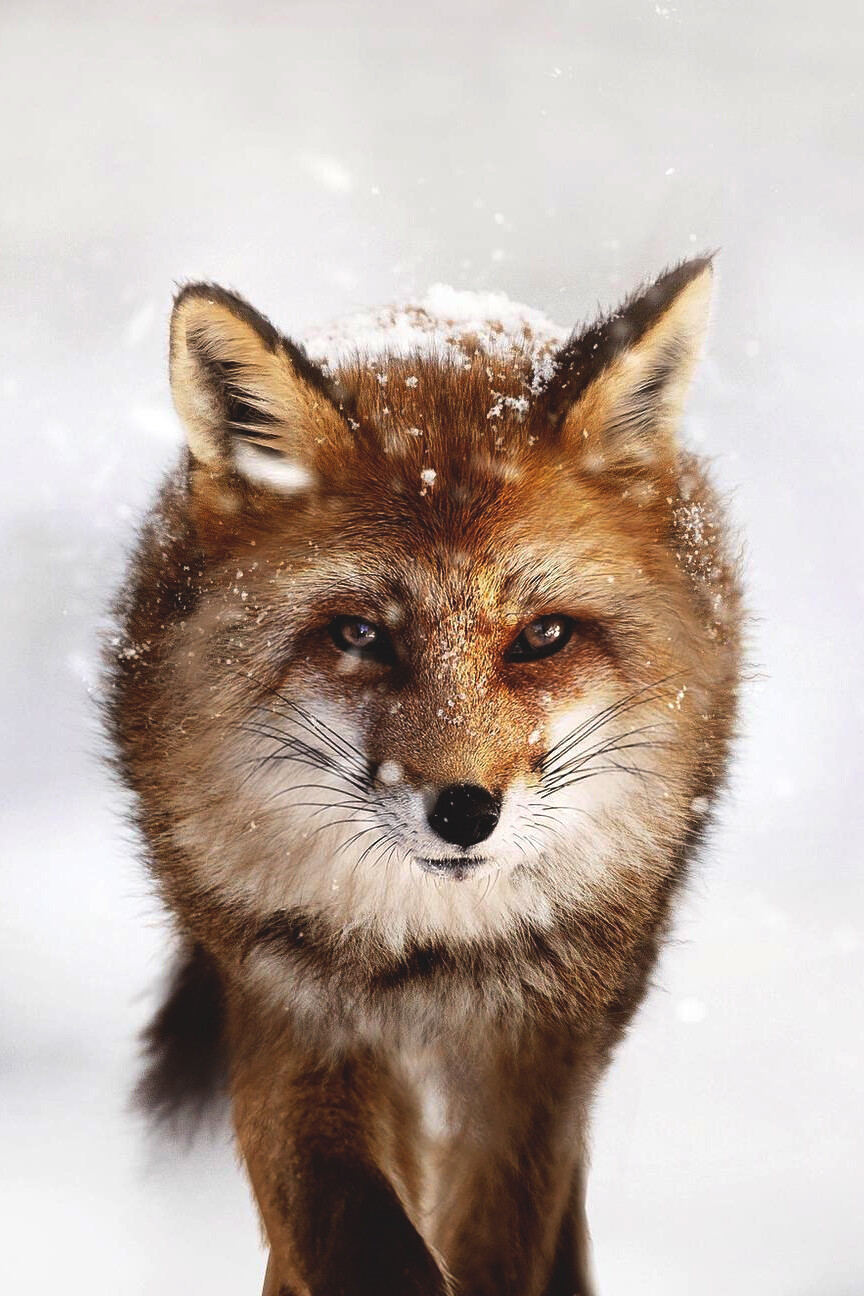 狐狸#红狐#耳廓狐#白狐#尾巴#狐尾#野生动物#fox#red fox#fennc#white fox#wildlife
