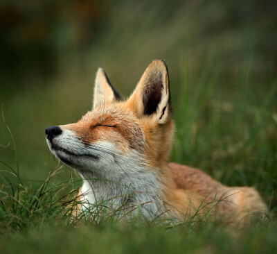 狐狸#红狐#耳廓狐#白狐#尾巴#狐尾#野生动物#fox#red fox#fennc#white fox#wildlife