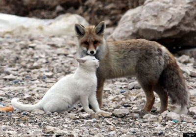 狐狸#红狐#耳廓狐#白狐#尾巴#狐尾#野生动物#fox#red fox#fennc#white fox#wildlife