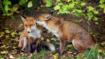 狐狸#红狐#耳廓狐#白狐#尾巴#狐尾#野生动物#fox#red fox#fennc#white fox#wildlife