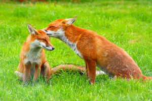 狐狸#红狐#耳廓狐#白狐#尾巴#狐尾#野生动物#fox#red fox#fennc#white fox#wildlife