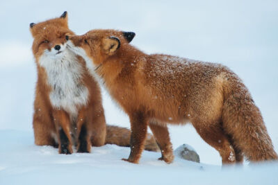 狐狸#红狐#耳廓狐#白狐#尾巴#狐尾#野生动物#fox#red fox#fennc#white fox#wildlife