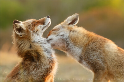 狐狸#红狐#耳廓狐#白狐#尾巴#狐尾#野生动物#fox#red fox#fennc#white fox#wildlife