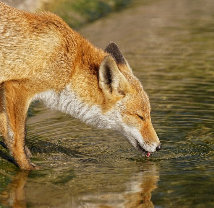 狐狸#红狐#耳廓狐#白狐#尾巴#狐尾#野生动物#fox#red fox#fennc#white fox#wildlife