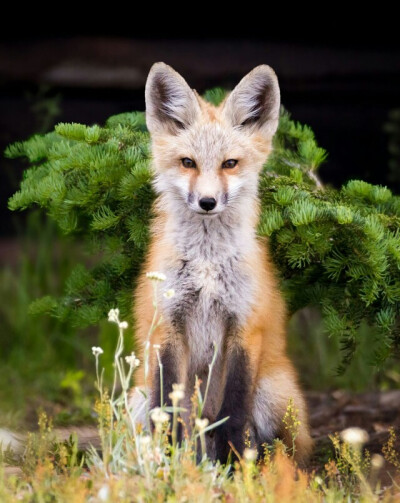 狐狸#红狐#耳廓狐#白狐#尾巴#狐尾#野生动物#fox#red fox#fennc#white fox#wildlife