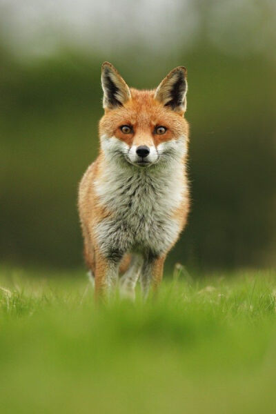 狐狸#红狐#耳廓狐#白狐#尾巴#狐尾#野生动物#fox#red fox#fennc#white fox#wildlife