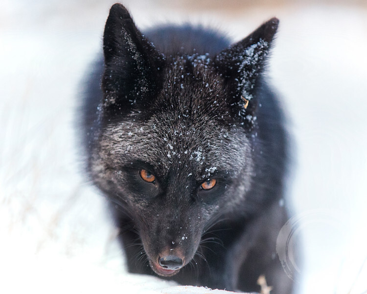 狐狸#红狐#耳廓狐#白狐#尾巴#狐尾#野生动物#fox#red fox#fennc#white fox#wildlife