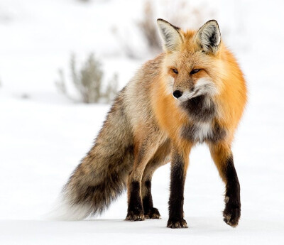 狐狸#红狐#耳廓狐#白狐#尾巴#狐尾#野生动物#fox#red fox#fennc#white fox#wildlife