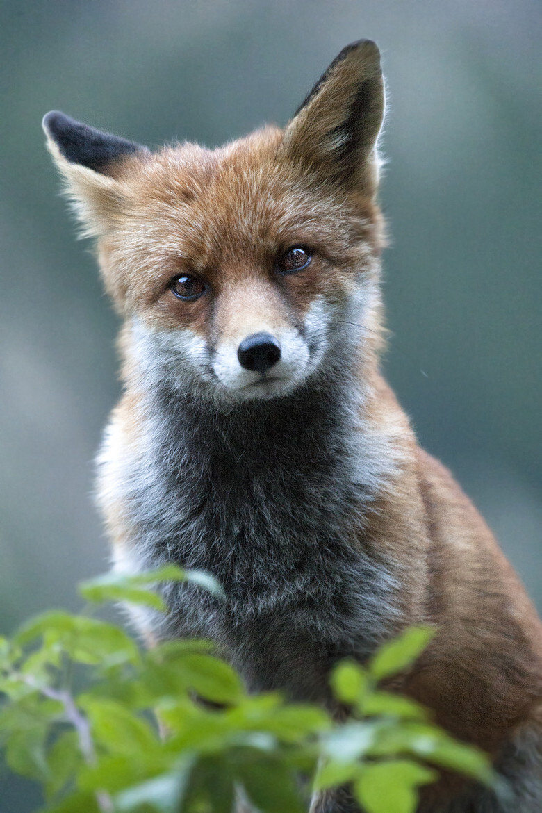 狐狸#红狐#耳廓狐#白狐#尾巴#狐尾#野生动物#狐狸壁纸#fox#red fox#fennc#white fox#wildlife