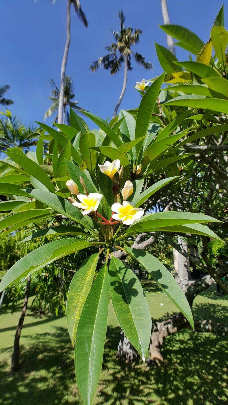 鸡蛋花树