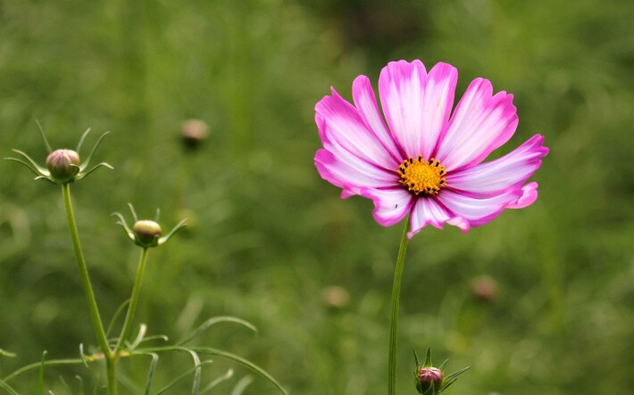 格桑花 唯美 鲜花 小清新