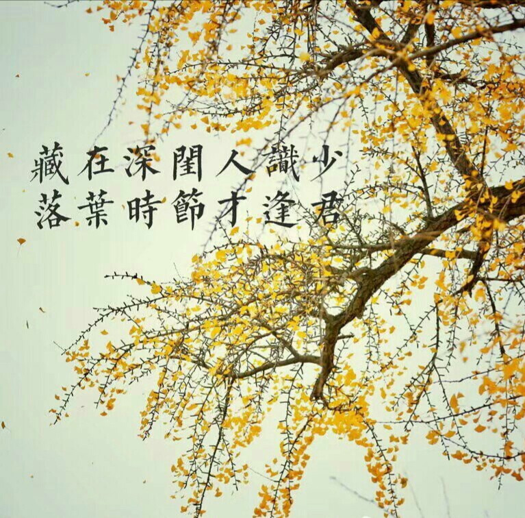 落叶时节才逢君