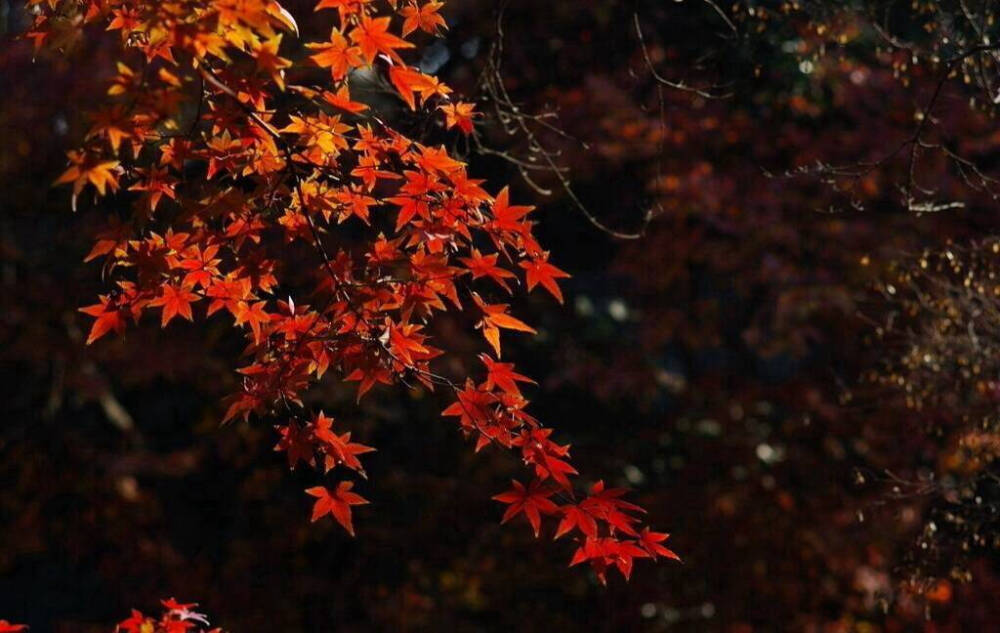 记忆的梗上，谁没有两三朵聘婷，披着情绪的花，无名地展开。当残红散尽，又有谁知，这娉婷该以怎样的寂寞去诠释美丽？#国史古风#