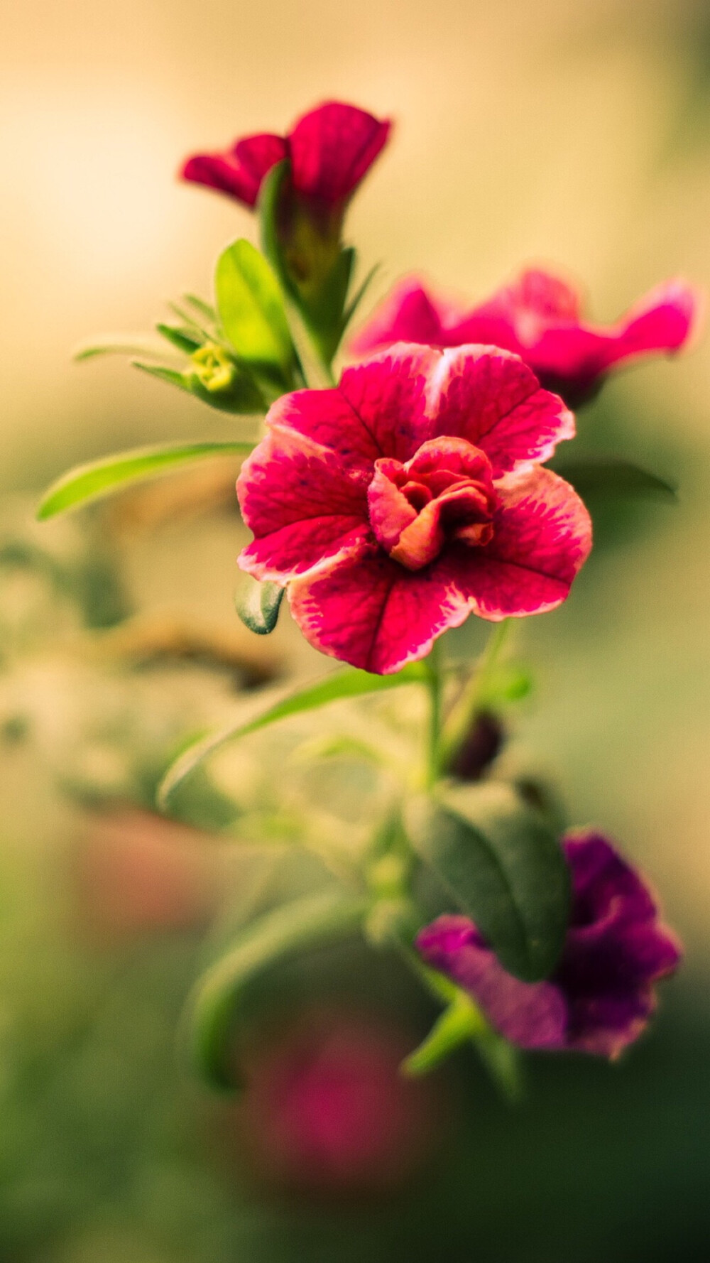 手机壁纸自然鲜花朵红绿